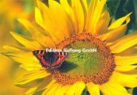 Klappkarte Sonnenblume mit Schmetterling